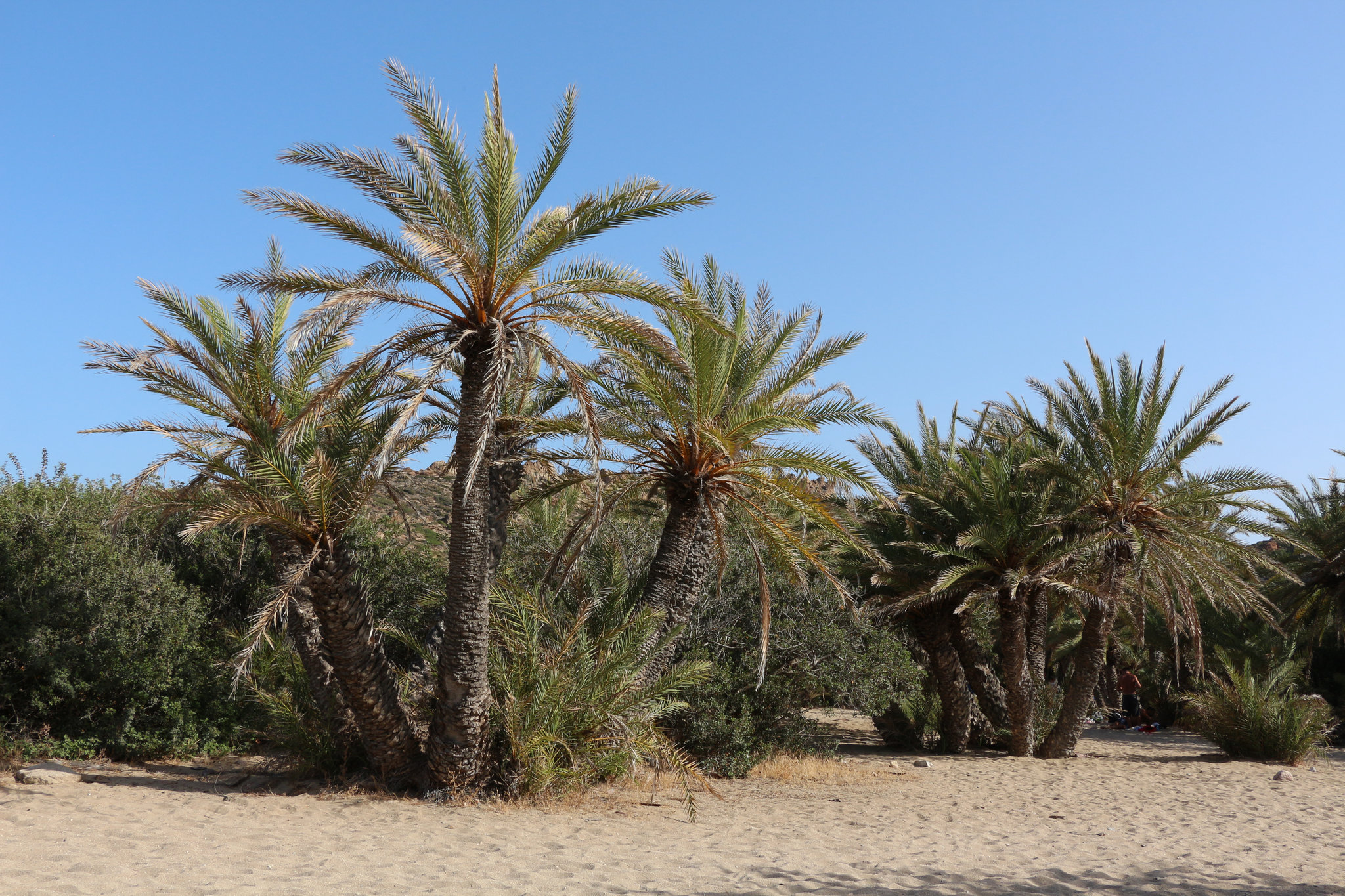 Palm Trees at Vai Beach
