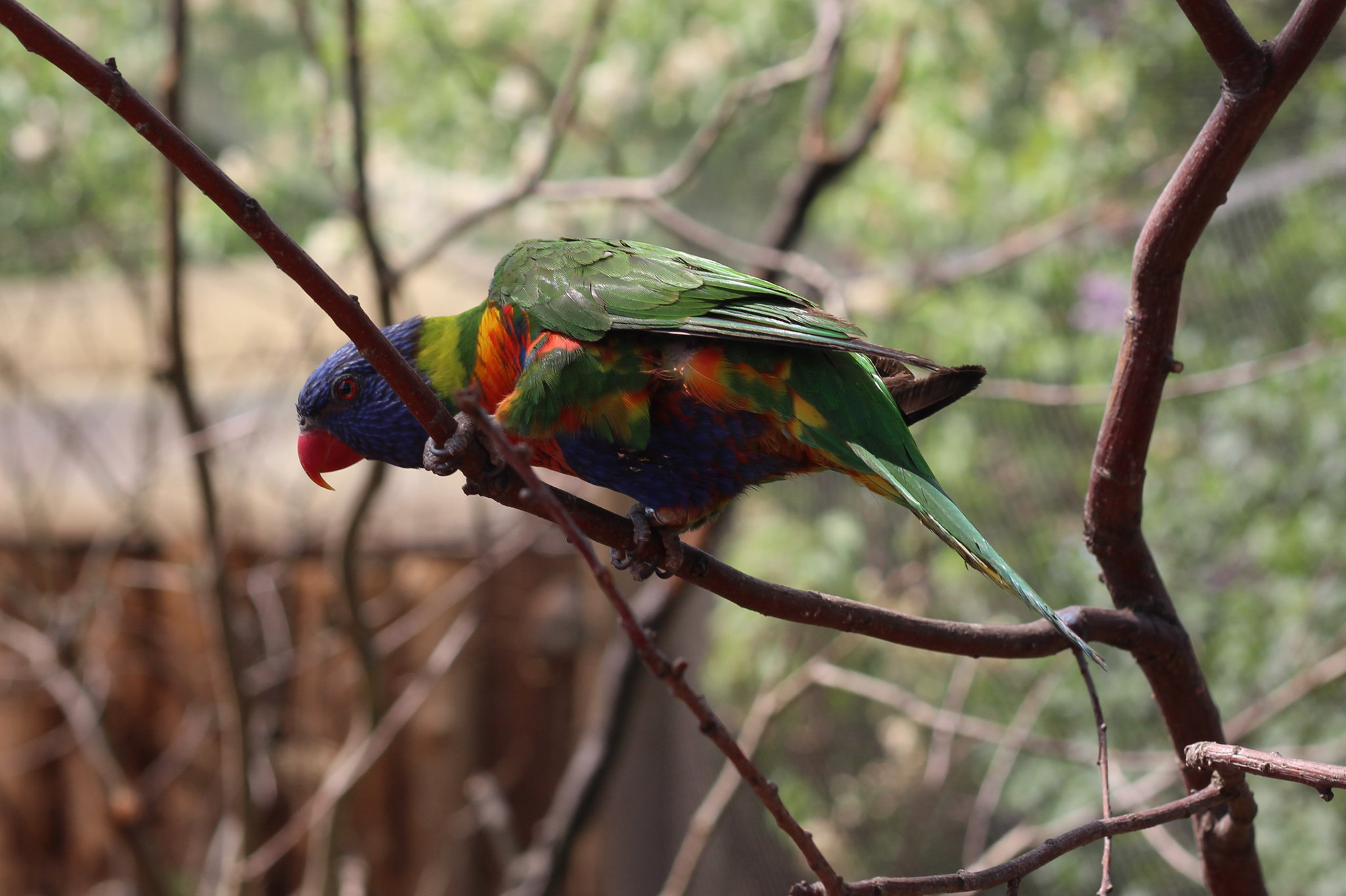 Prague Zoo – farverig fugl