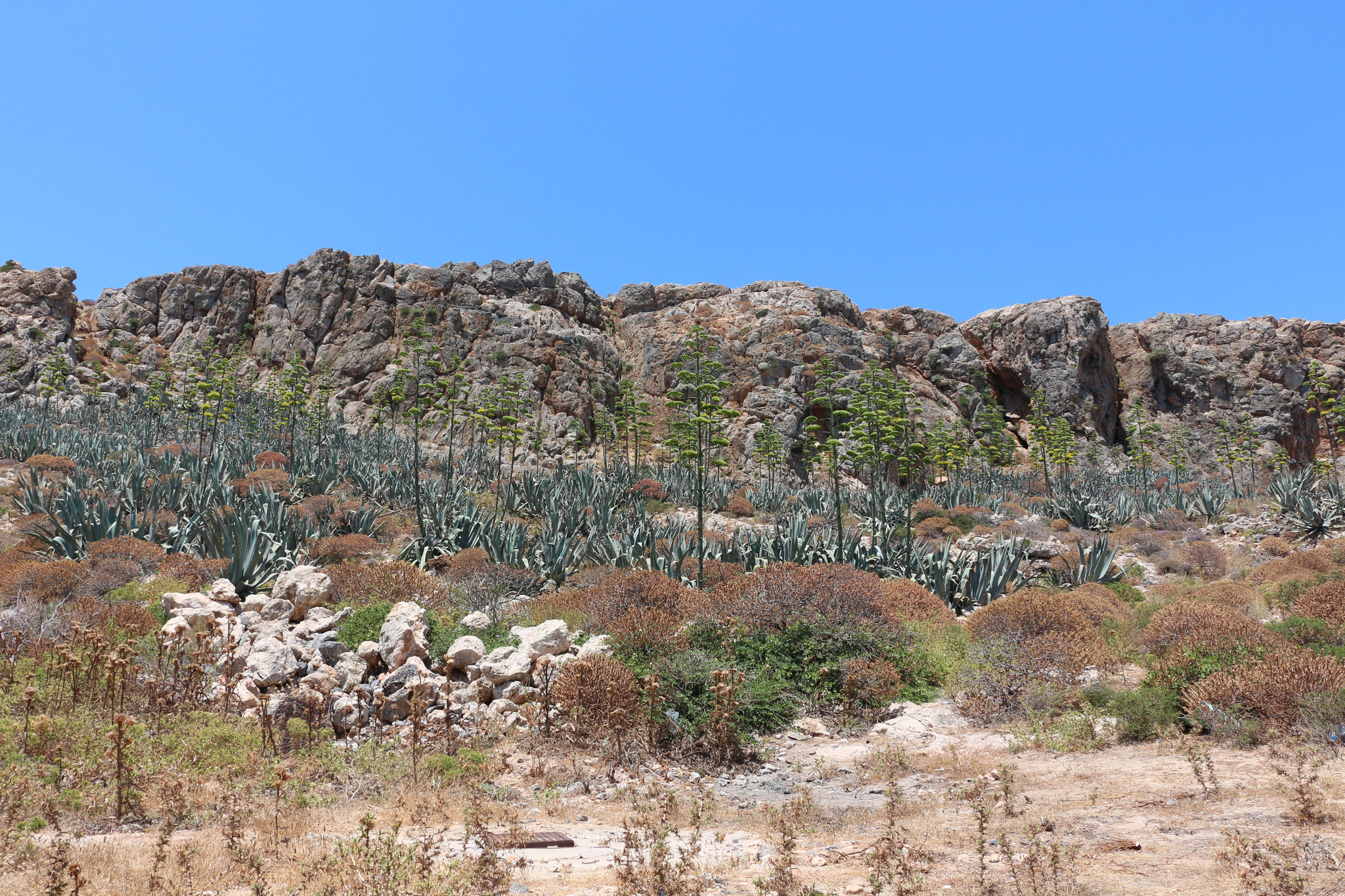 Plants at Gramvousa island
