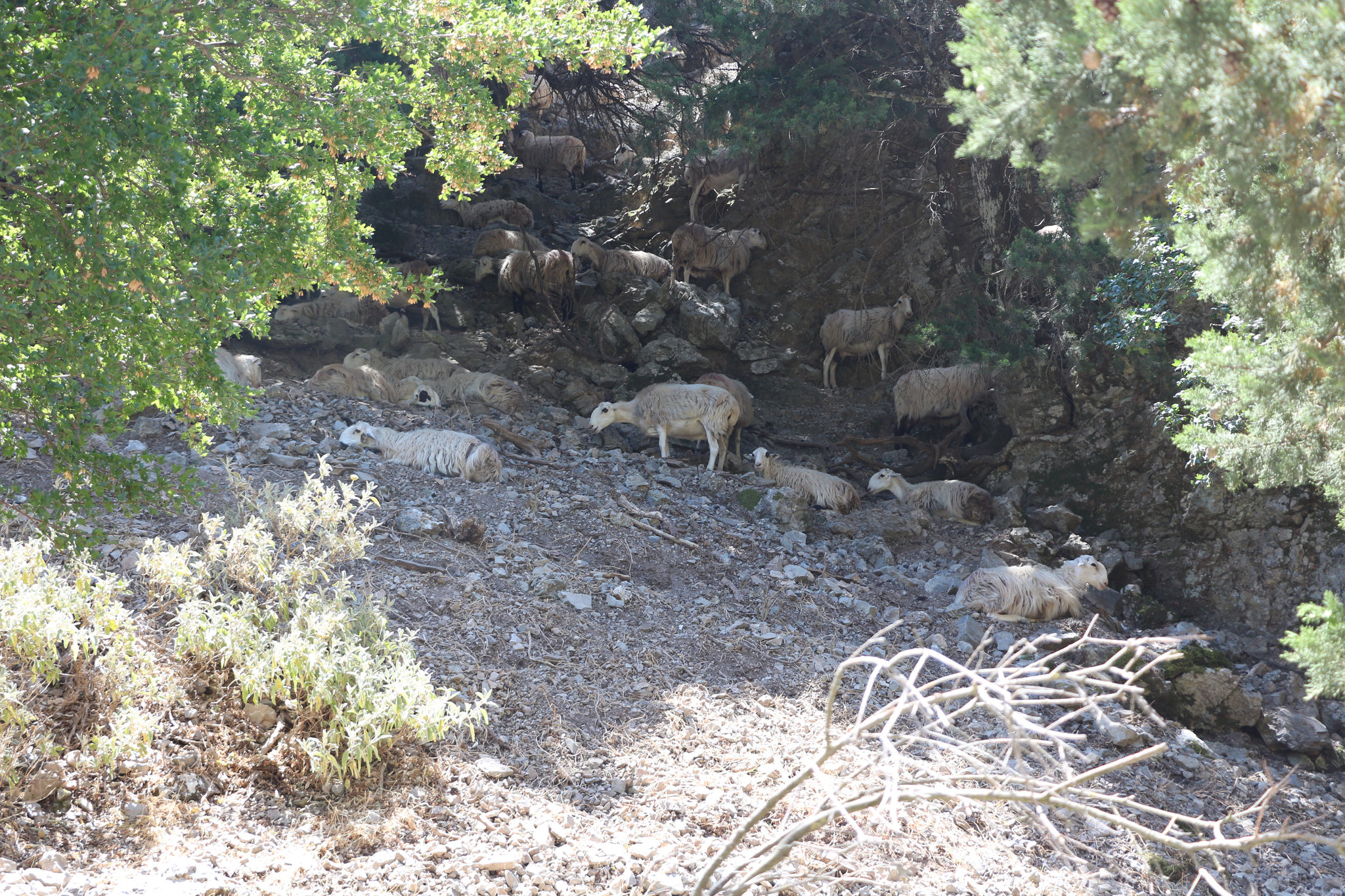 Sheep at Agia Eirini Gorge