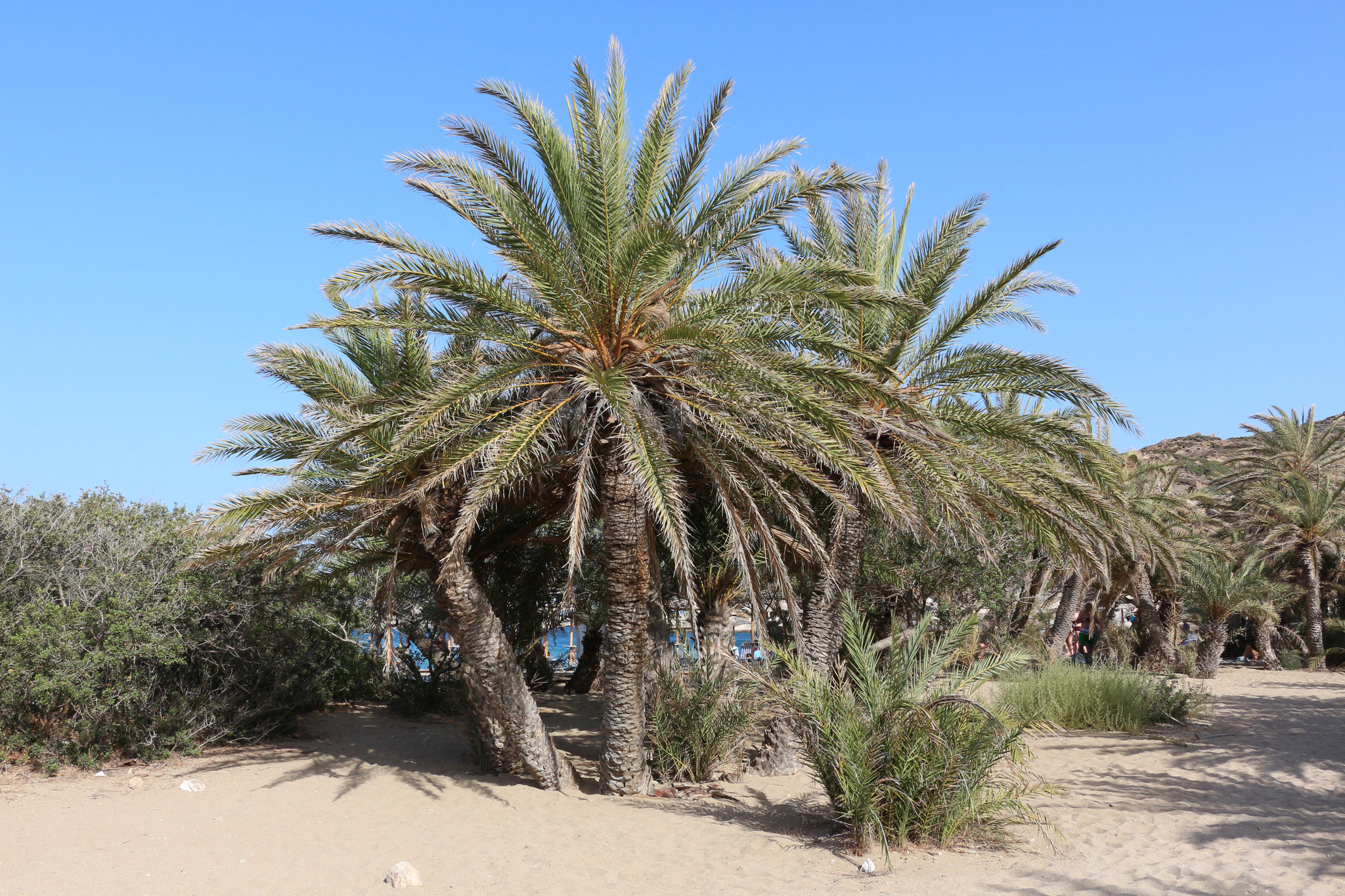 Palm trees at Vai Beach in Crete 