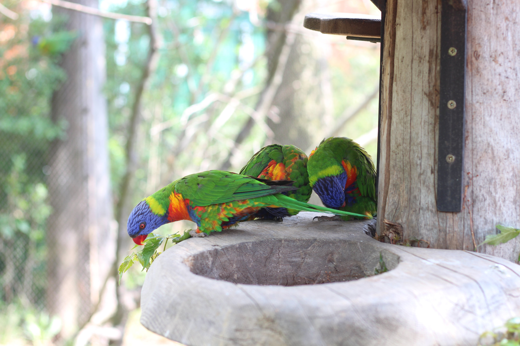 Prague Zoo – de kleurrijkste papegaai