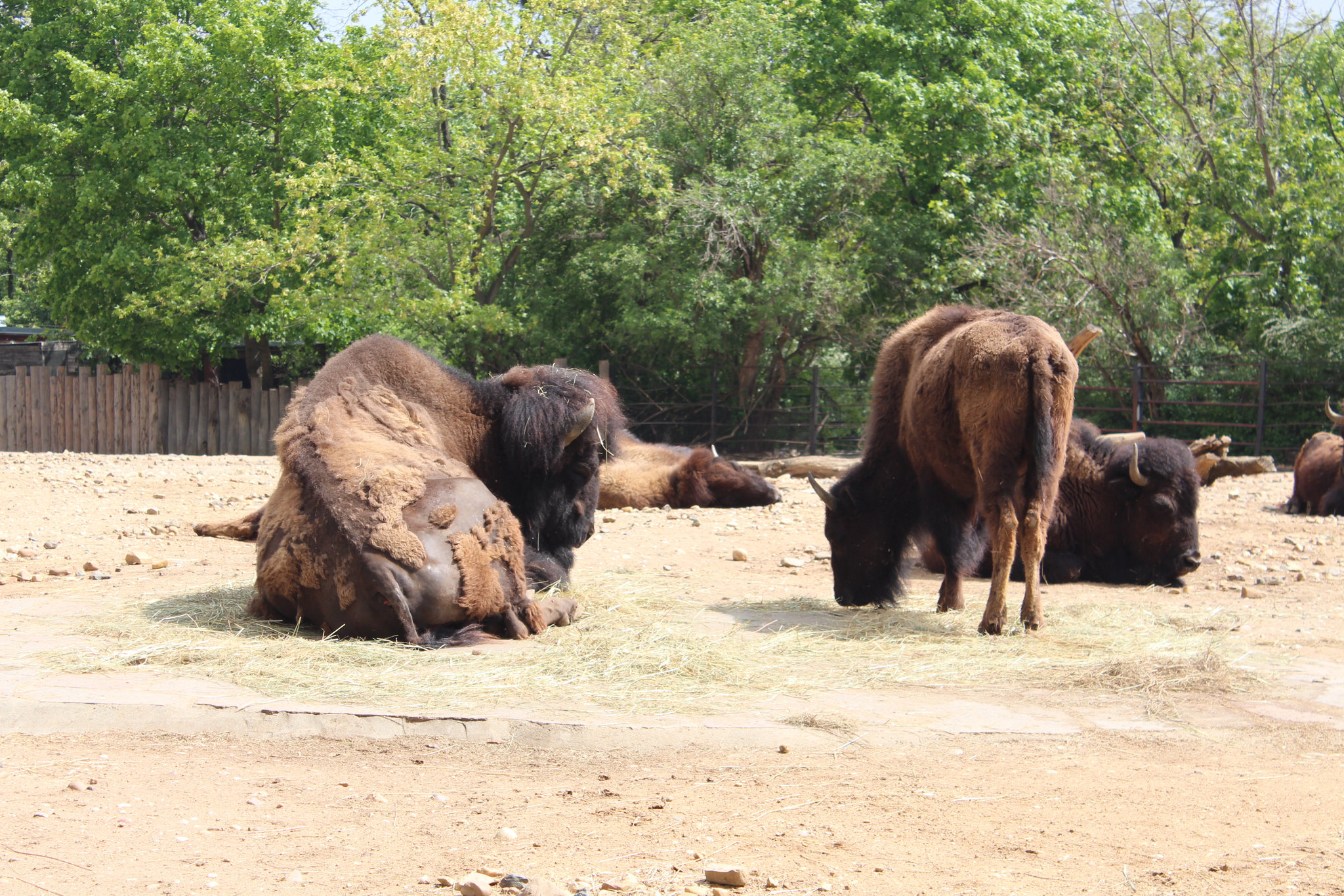 Bison bison in Prague Zoo