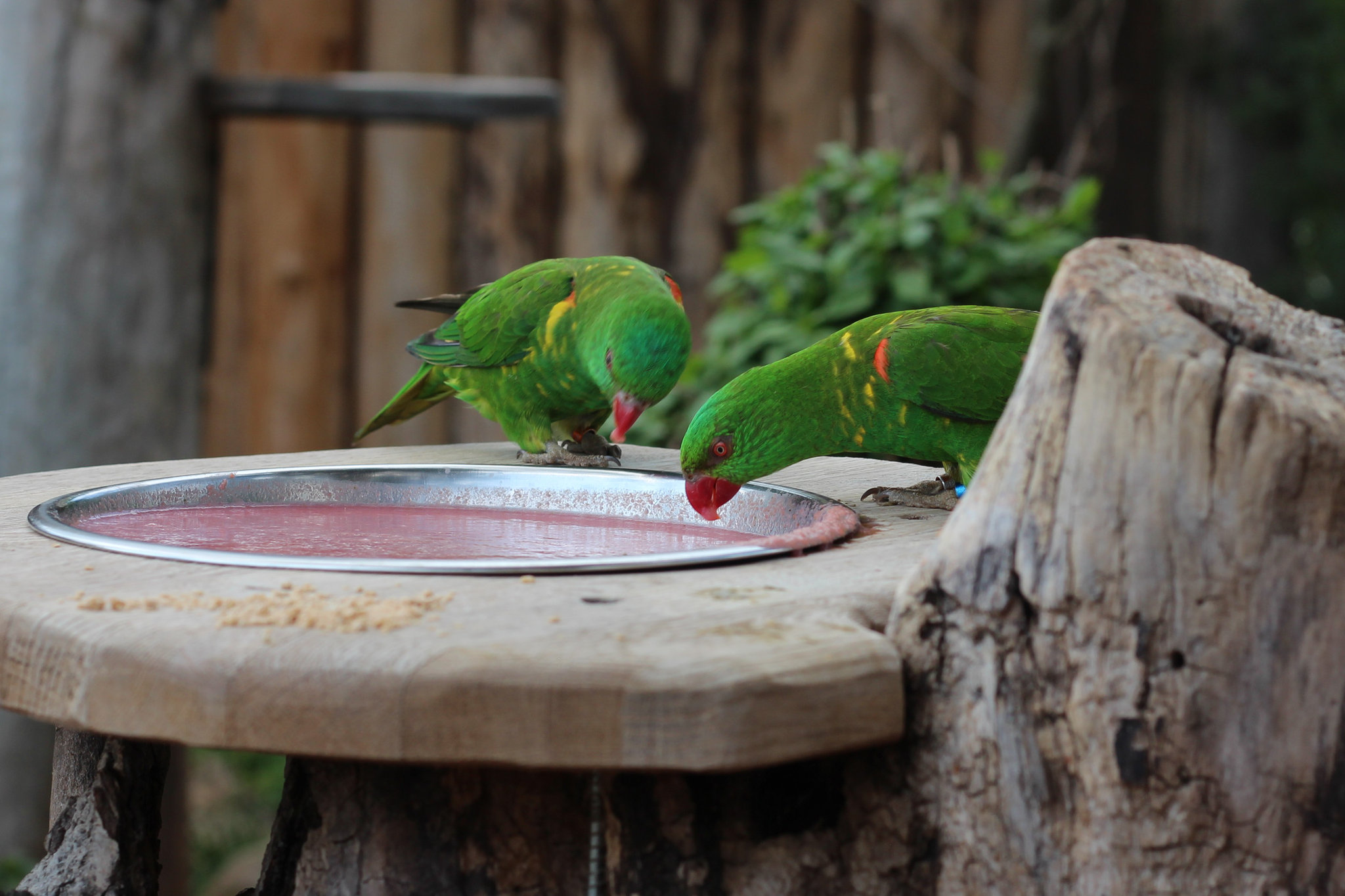 Parrots in Prague Zoo