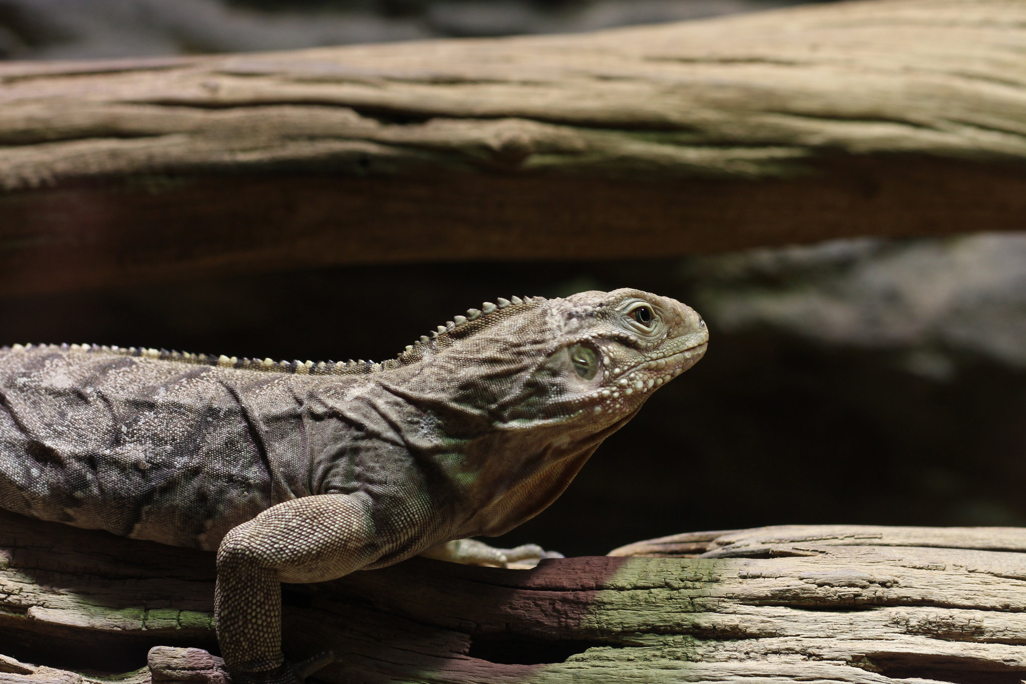 Cyclura nubila in Prague Zoo