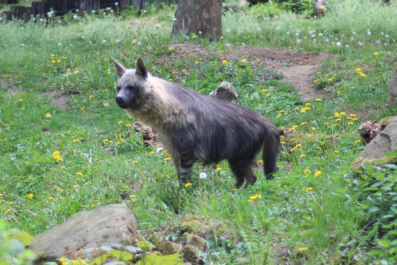 Hyena čabraková