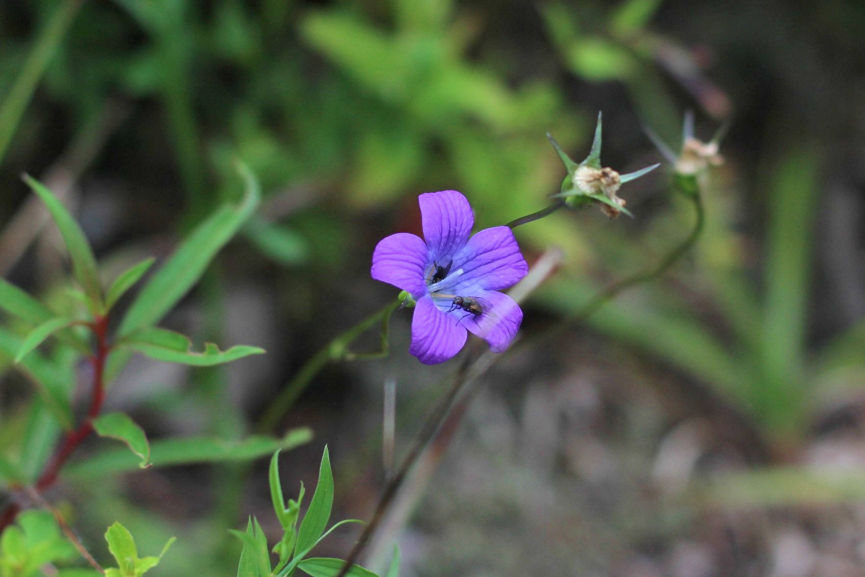 Hochwurzen – Campanula Barbata