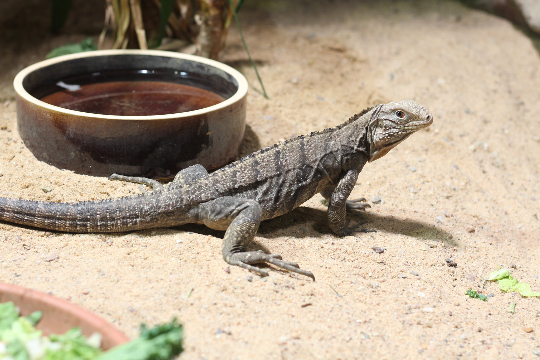 Cyclura nubila in Prague Zoo