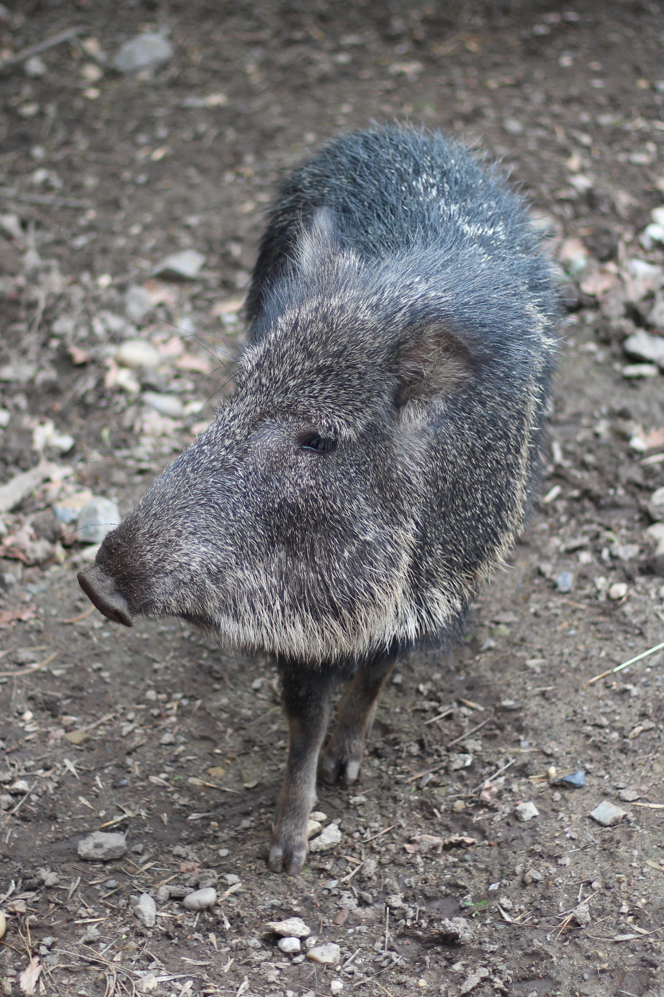 Pecari tajacu in Prague Zoo