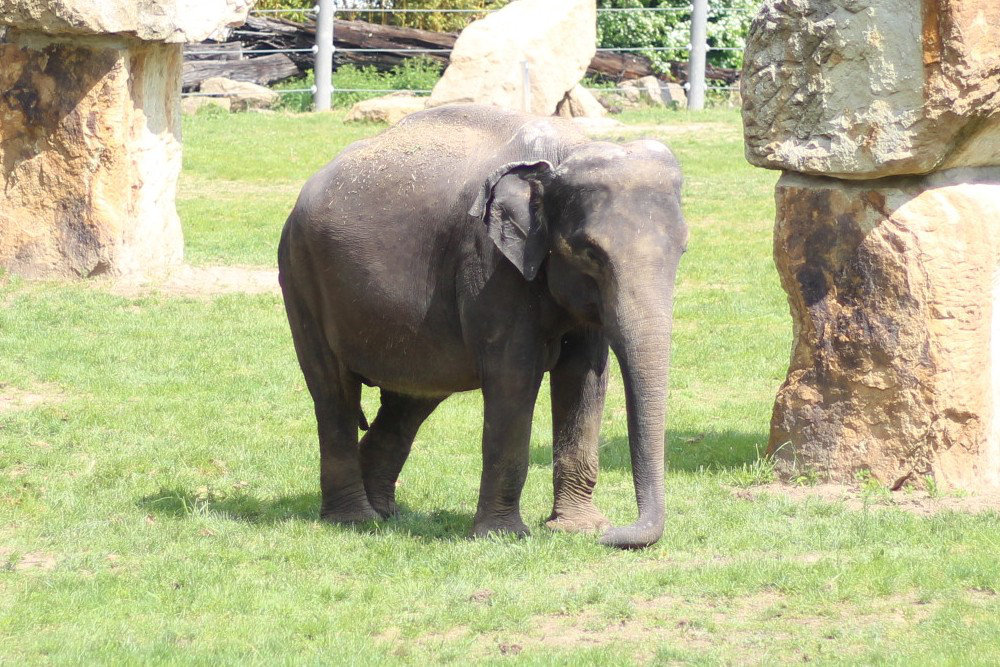 Elephas maximus in Prague Zoo