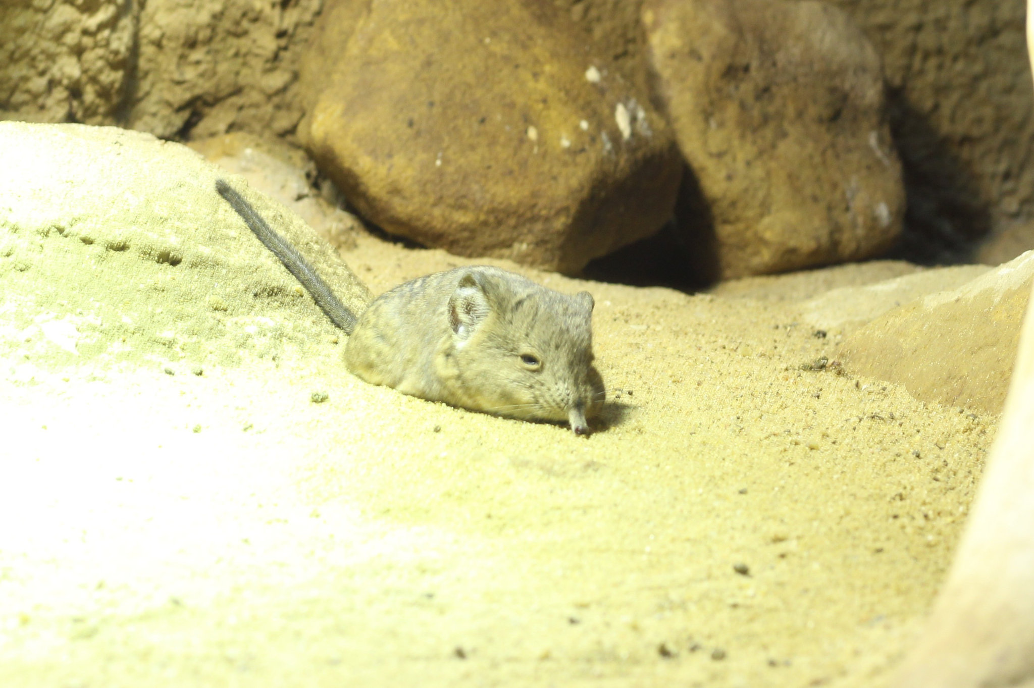 Macroscelides proboscideus in Prague Zoo