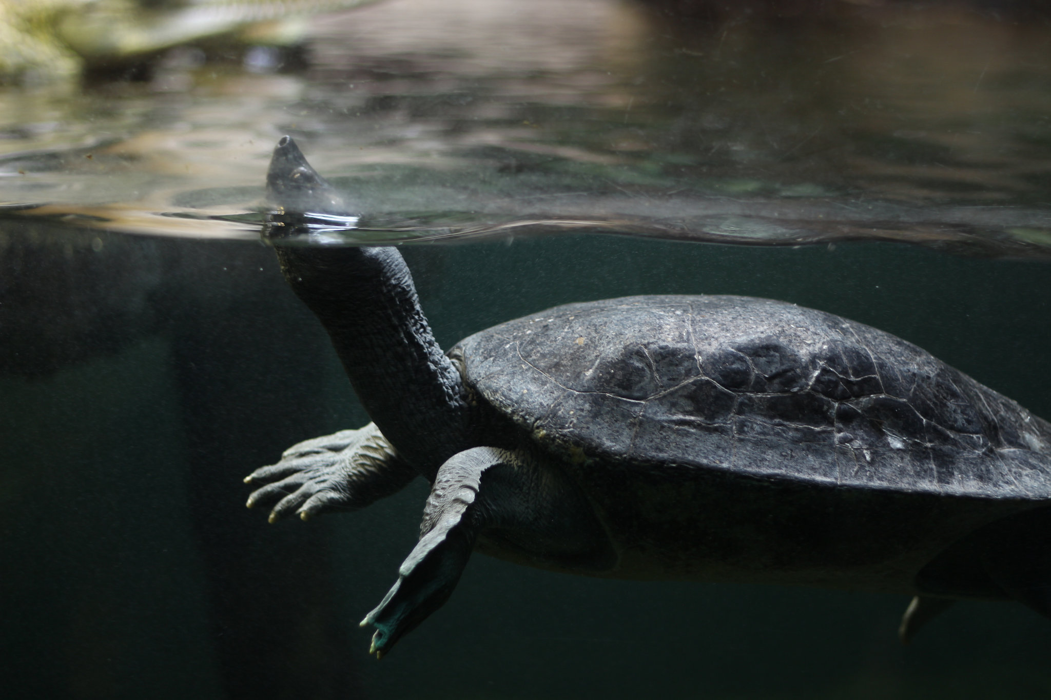 Batagur affinis in Prague Zoo