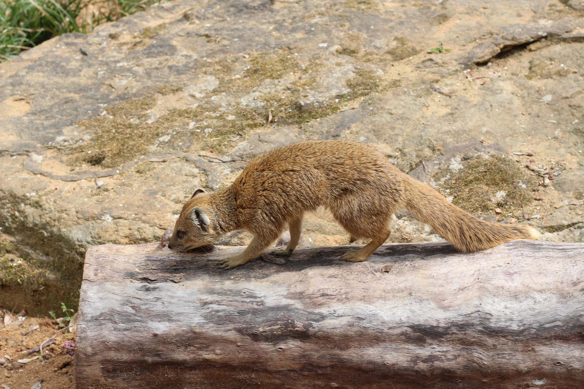 Cynictis penicillata in Prague Zoo