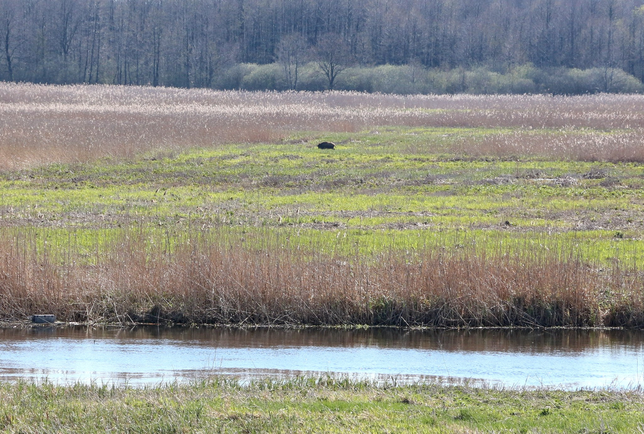 Wildschwein