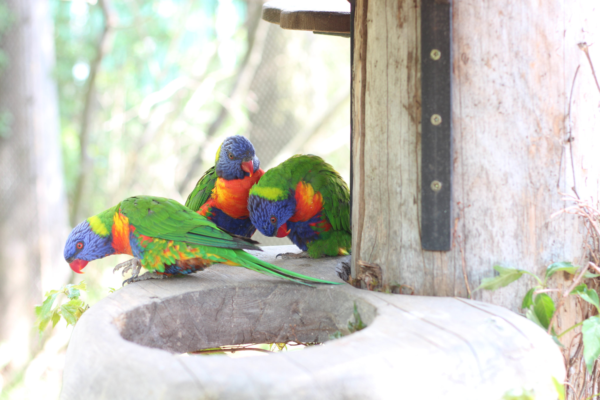 Prague Zoo – Trichoglossus moluccanus