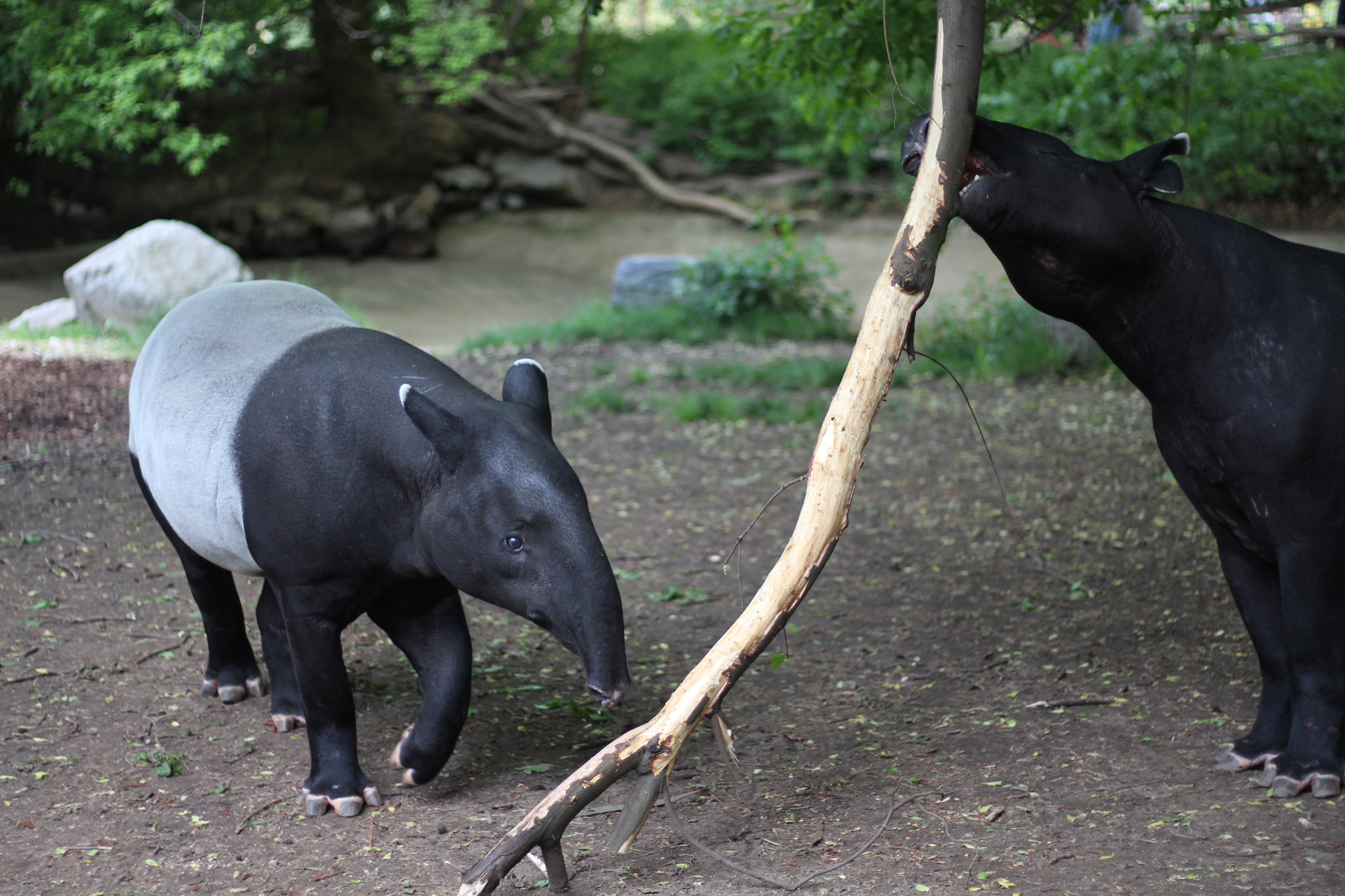 Tapirus indicus in Prague Zoo