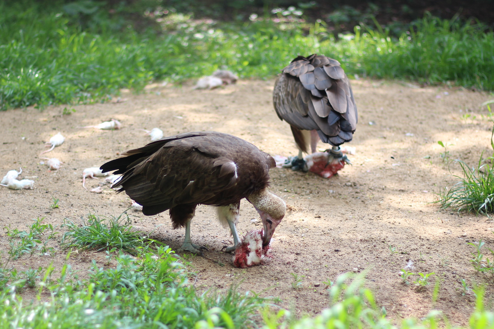 Necrosyrtes monachus - Prague Zoo