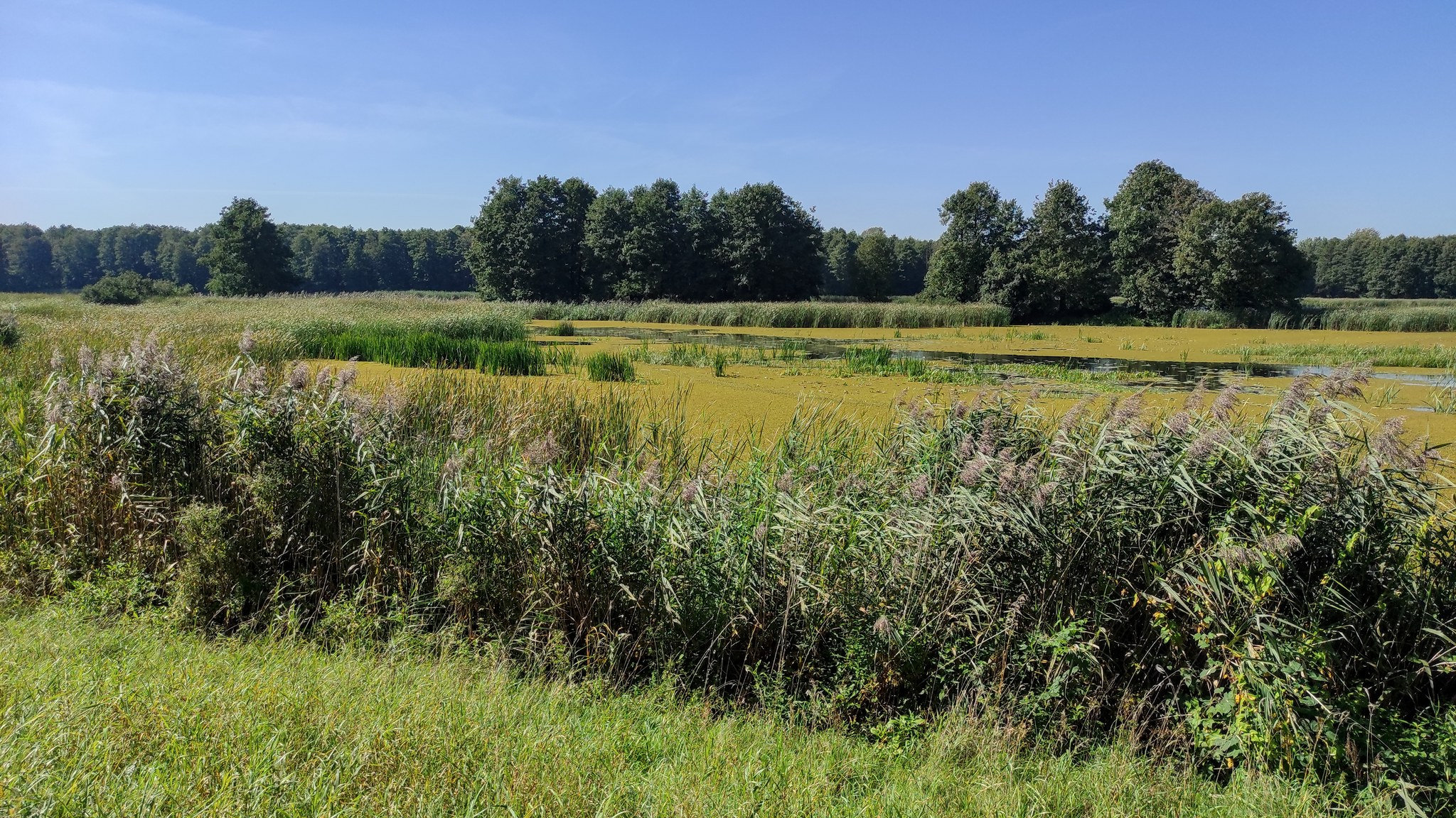 Narew fluss