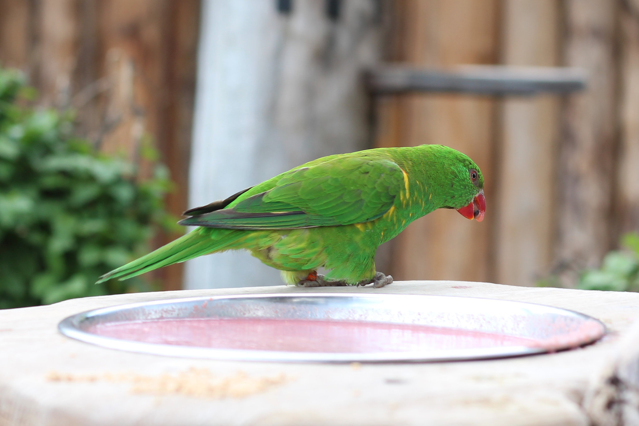 Parrots in Prague Zoo