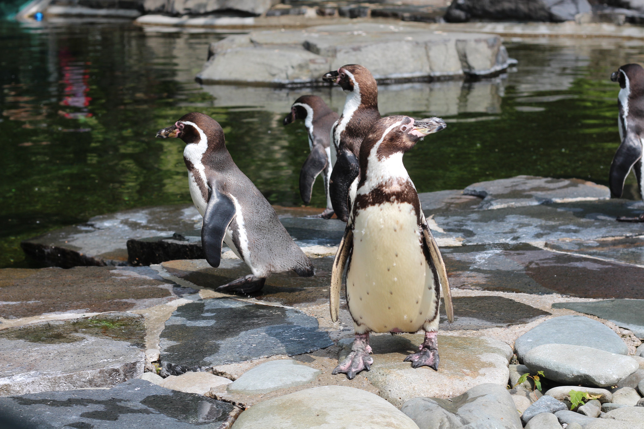 Spheniscus humboldti in Prague Zoo