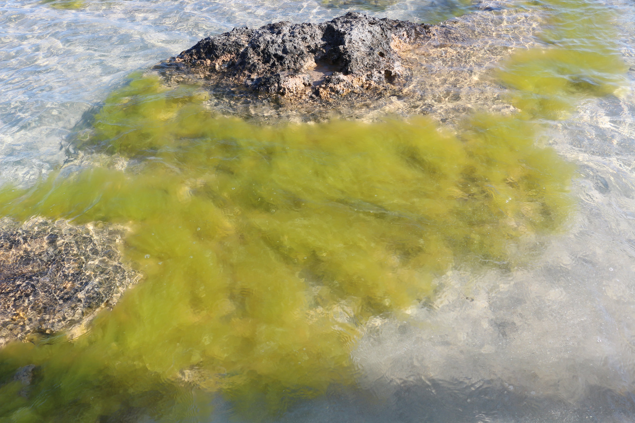 Algae at Elafonisi Beach