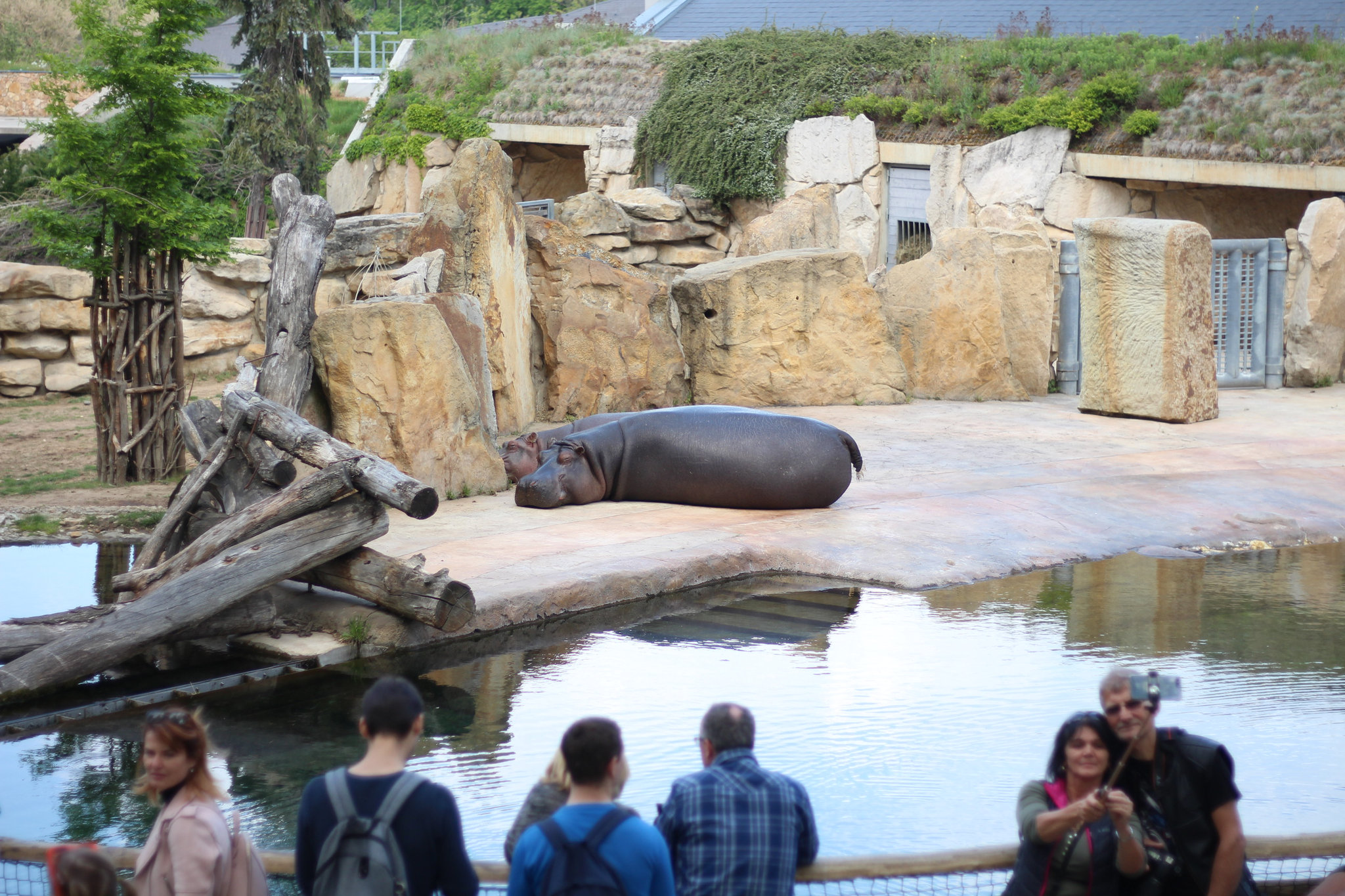 Hippopotamus amphibius in Prague Zoo