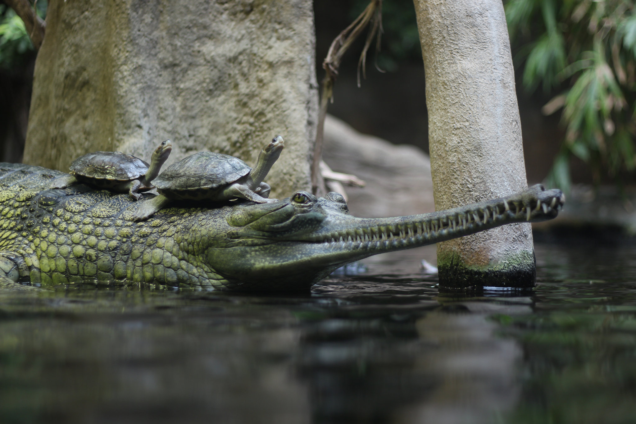 Gavialis gangeticus in Prague Zoo