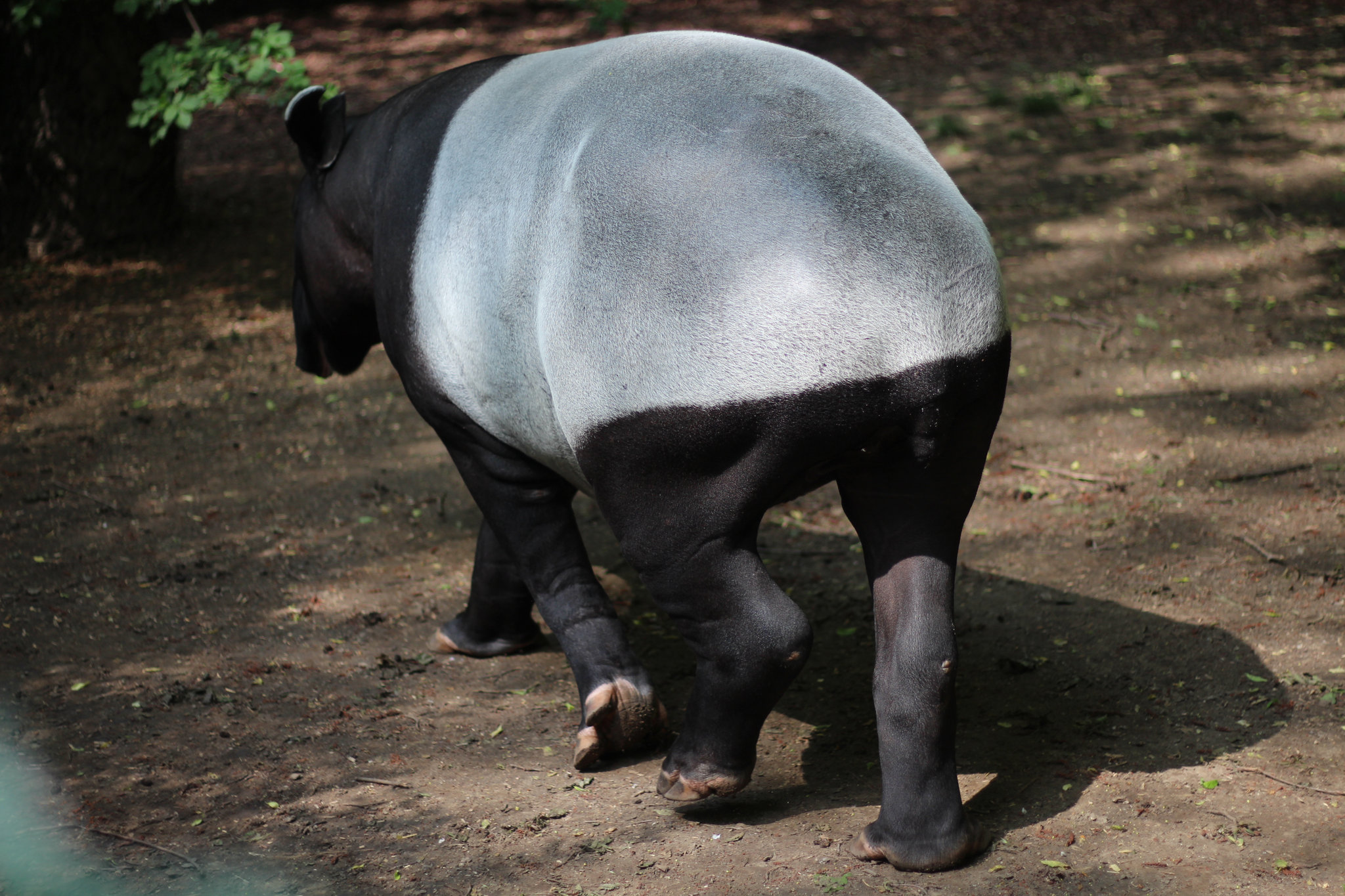 Tapirus indicus in Prague Zoo