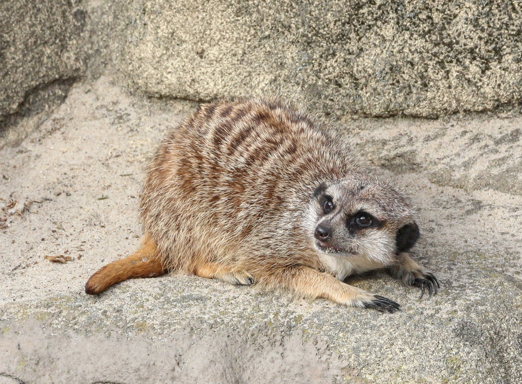 suricata