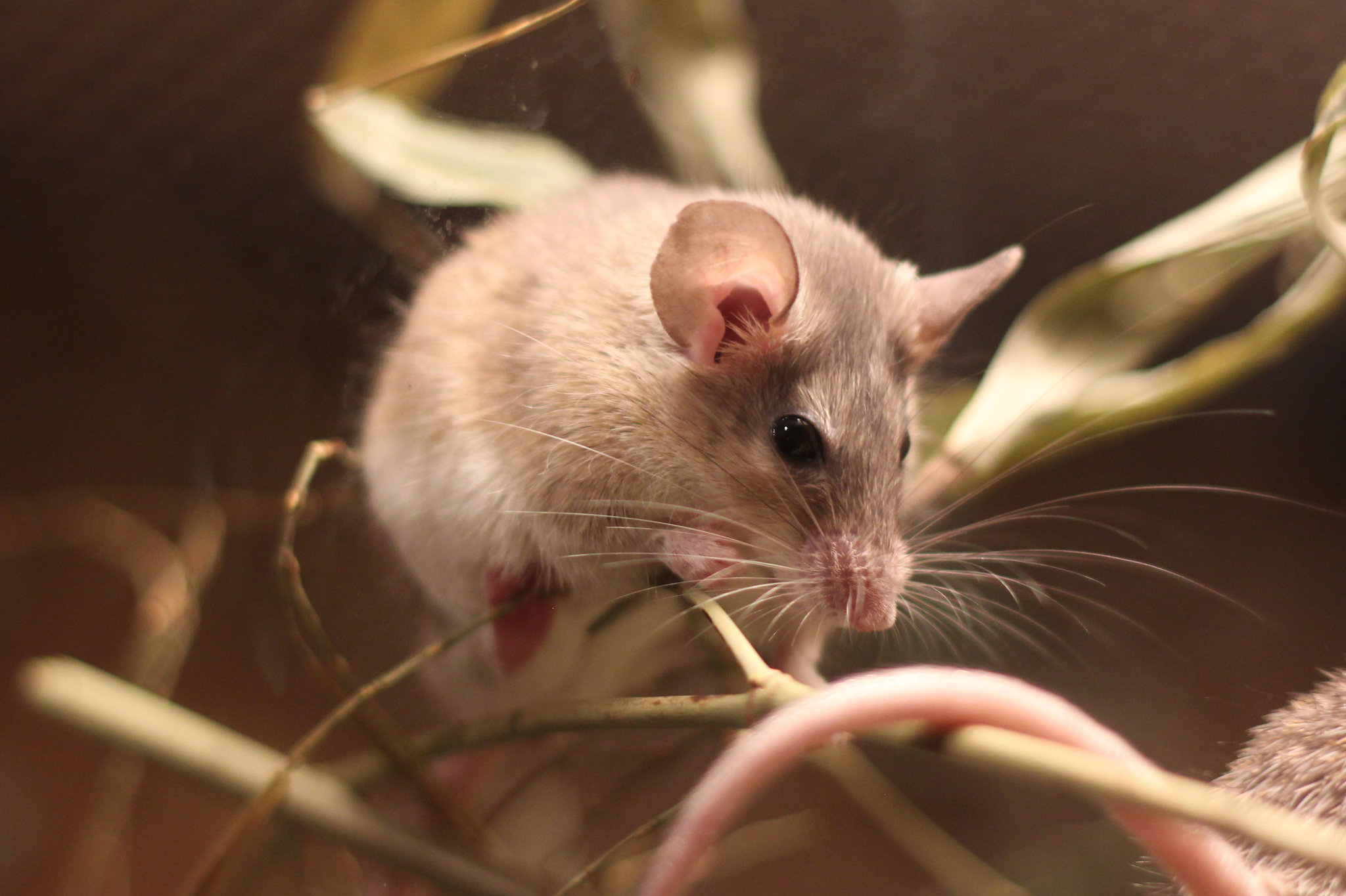 Acomys cilicicus in Prague Zoo