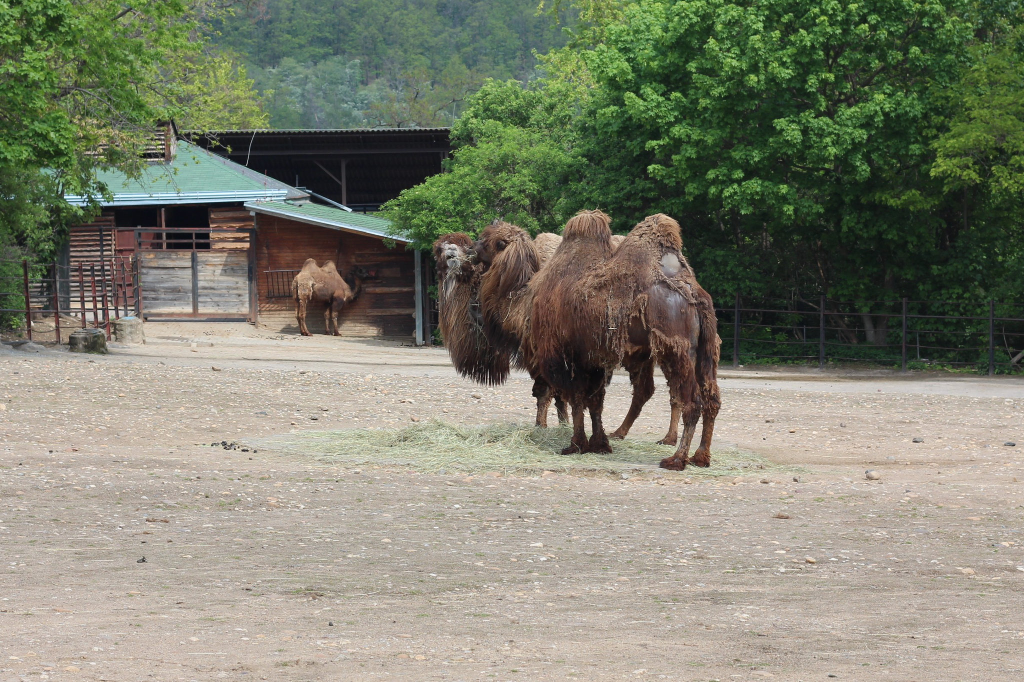 Camelus bactrianus in Prague Zoo