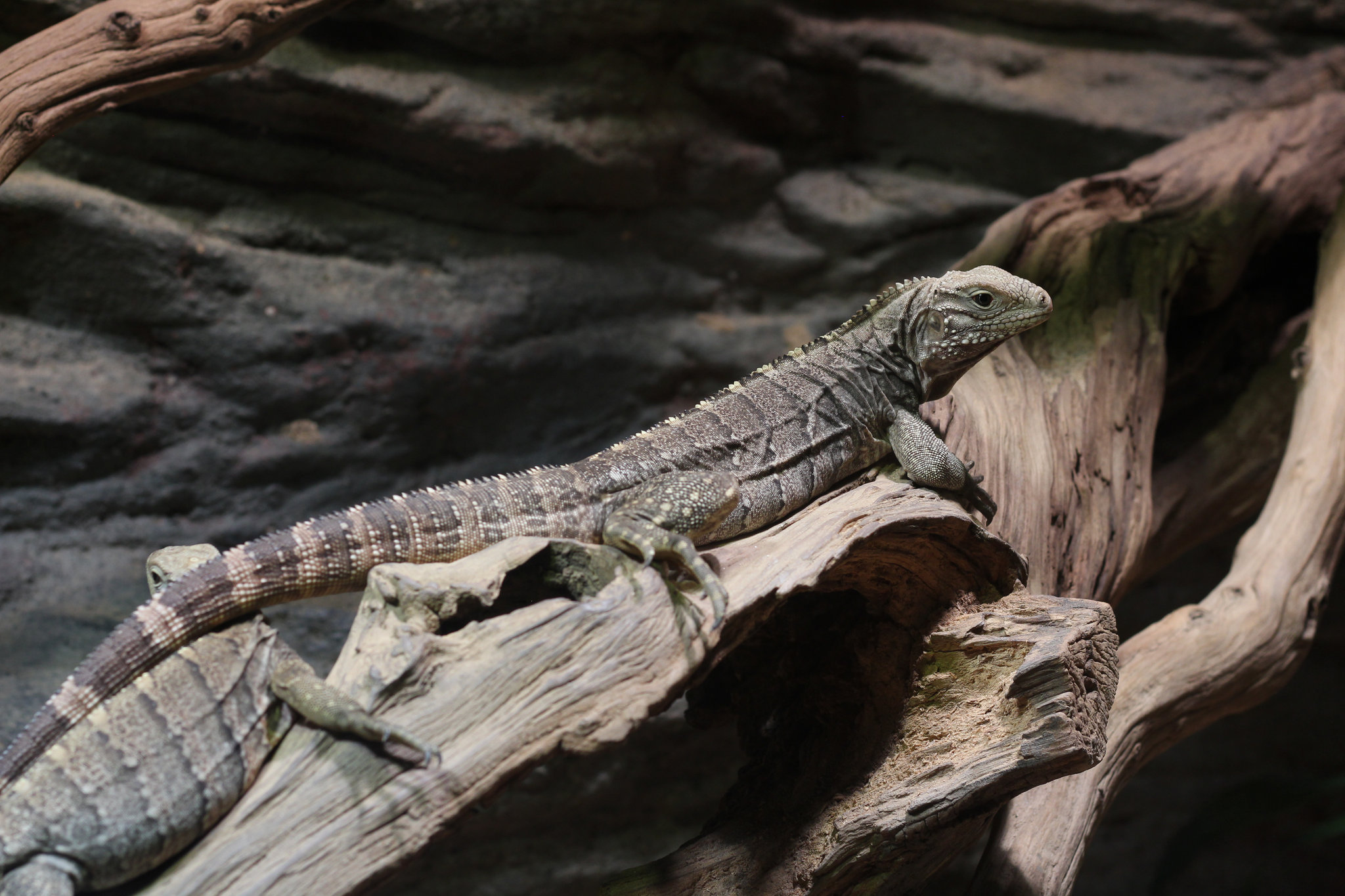 Cyclura nubila in Prague Zoo