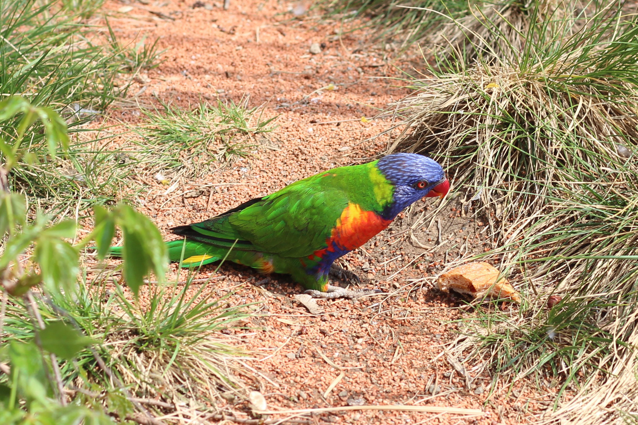 Prague Zoo – Trichoglossus moluccanus