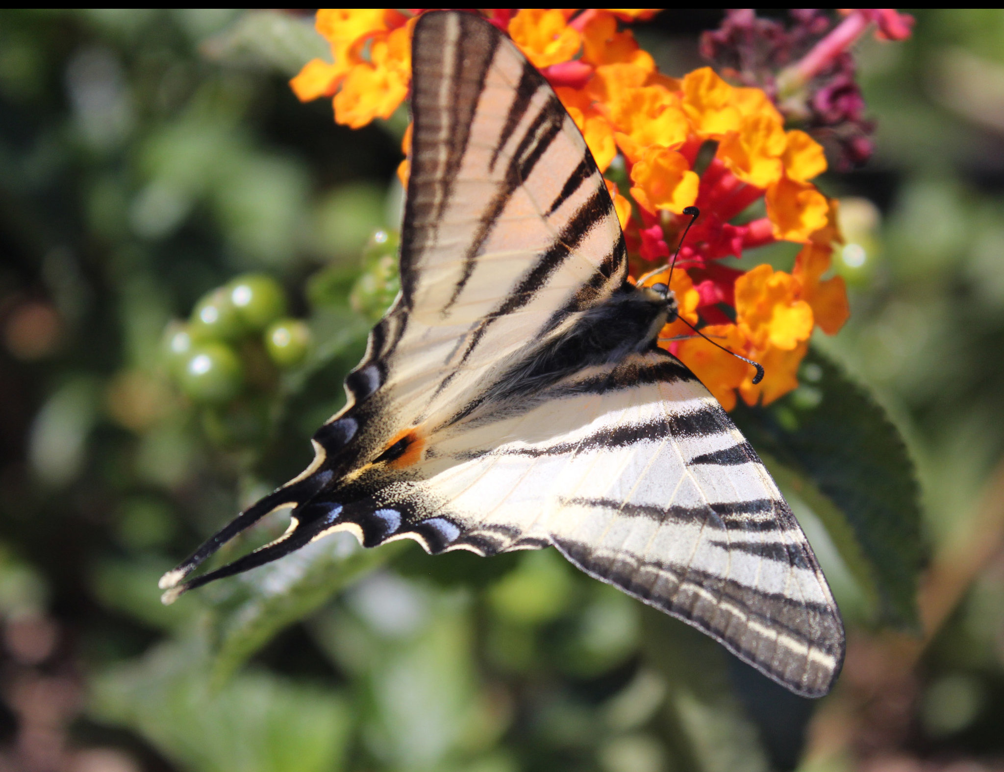 Iphiclides