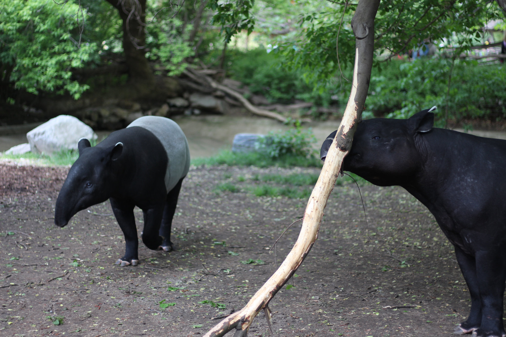 Tapirus indicus in Prague Zoo