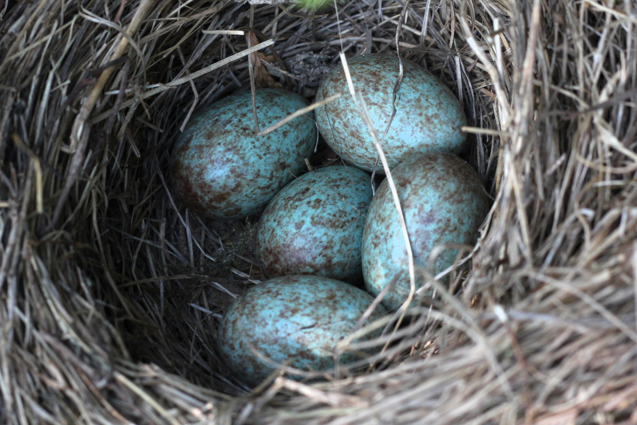 Turdus merula (nest with eggs)