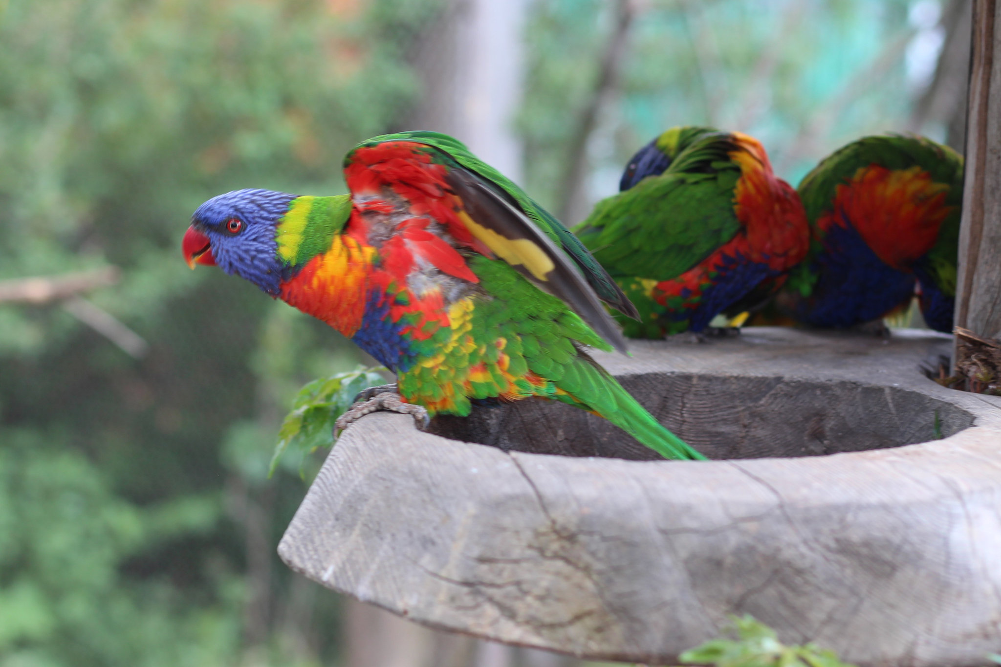 Prague Zoo – Trichoglossus moluccanus