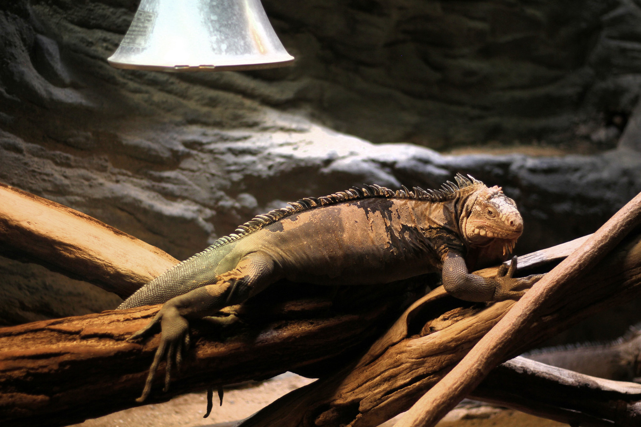 Iguana in Prague Zoo