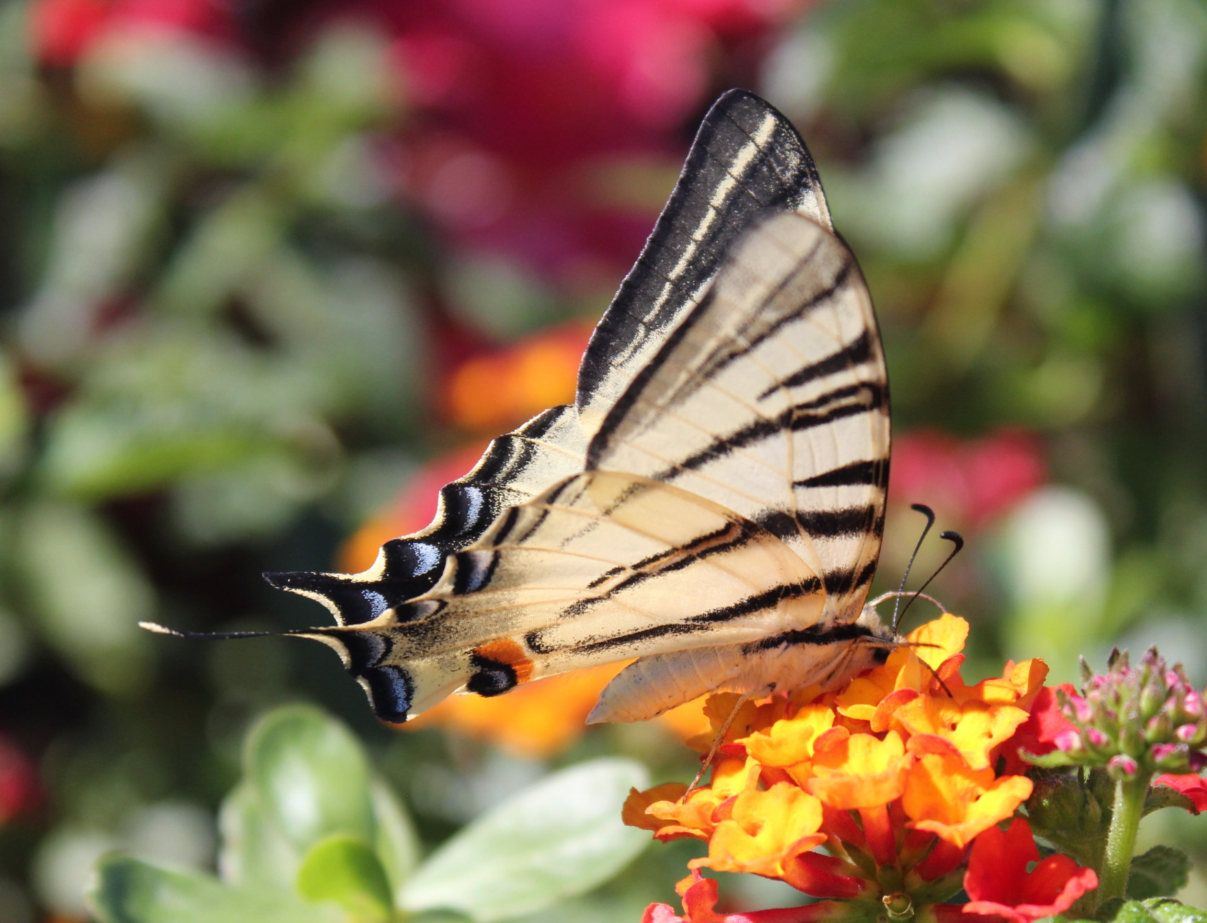 Iphiclides