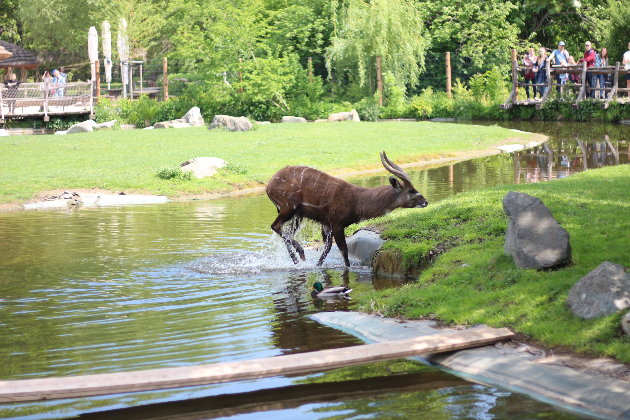 Tragelaphus spekii in Prague Zoo