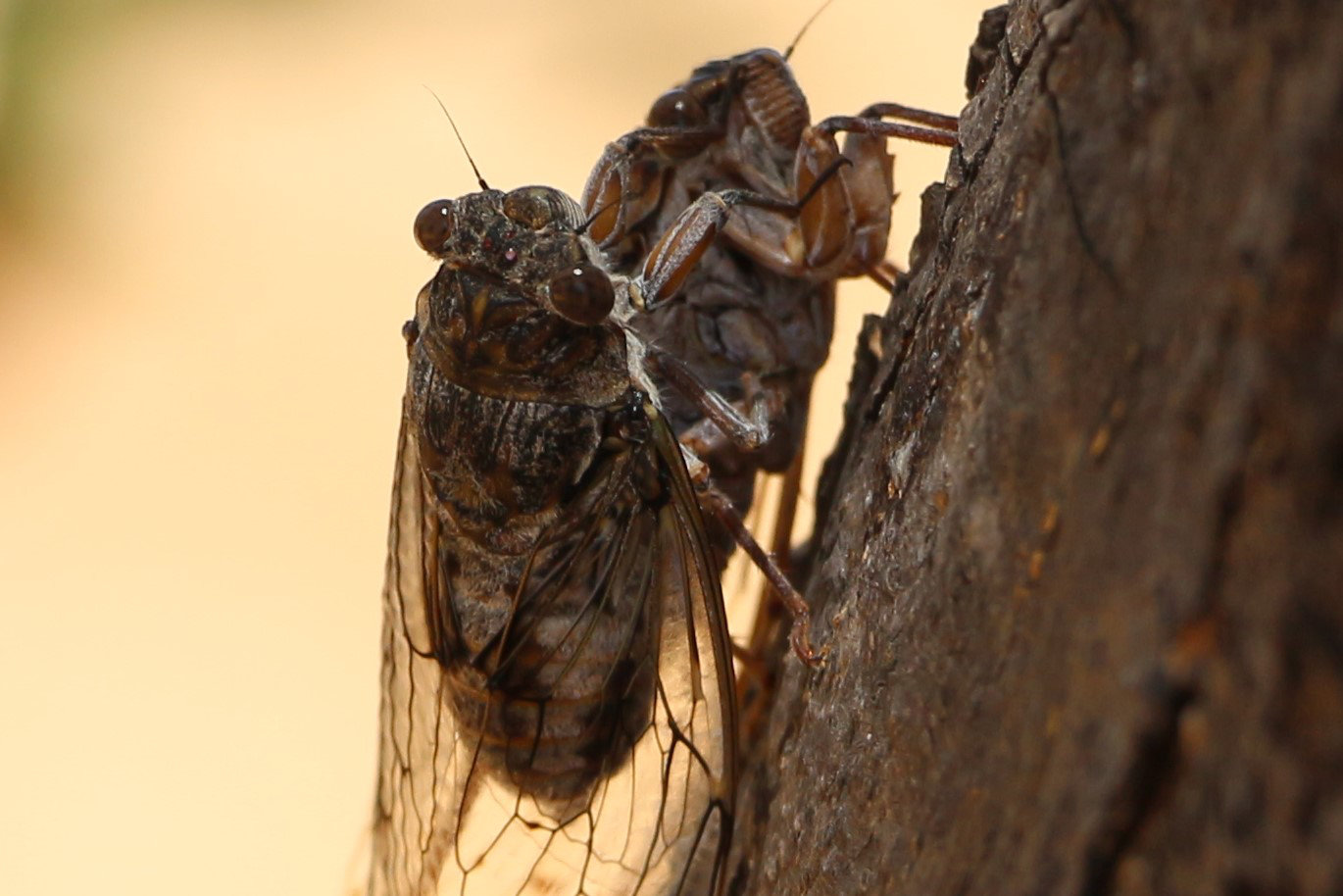 Cicada in Aptera