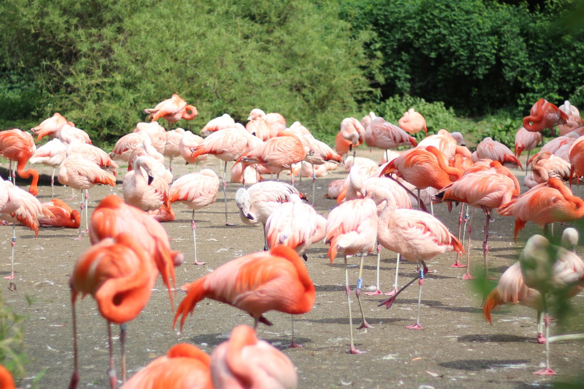 Phoenicopterus chilensis in Prague Zoo