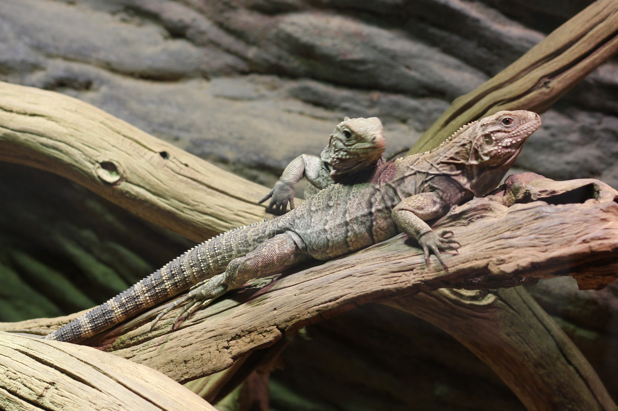 Cyclura nubila in Prague Zoo