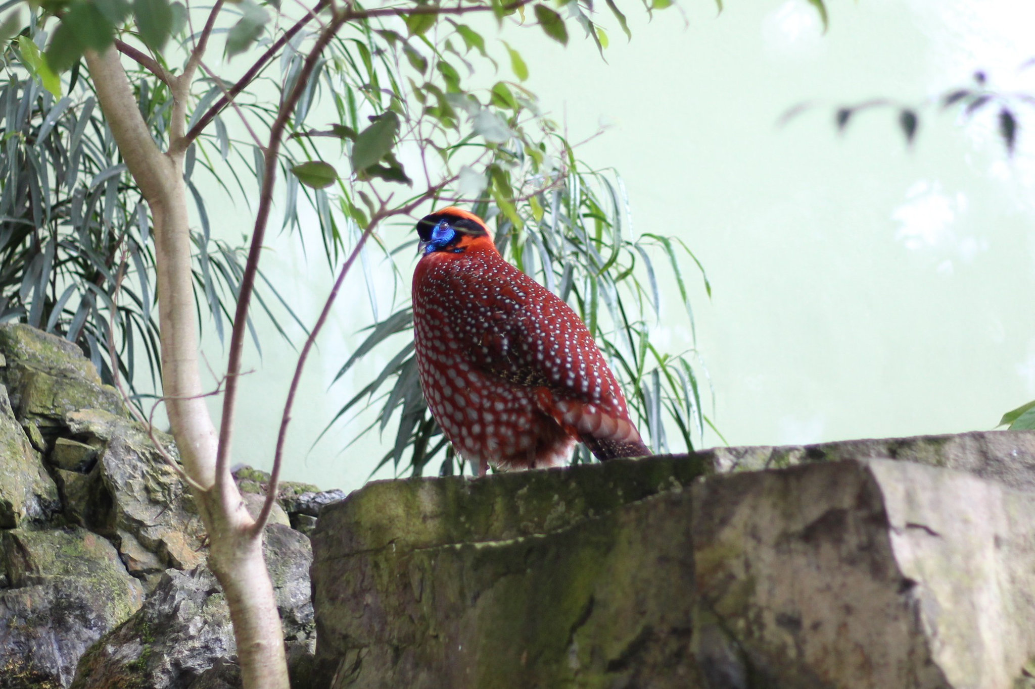 Tragopan temminckii in Prague Zoo