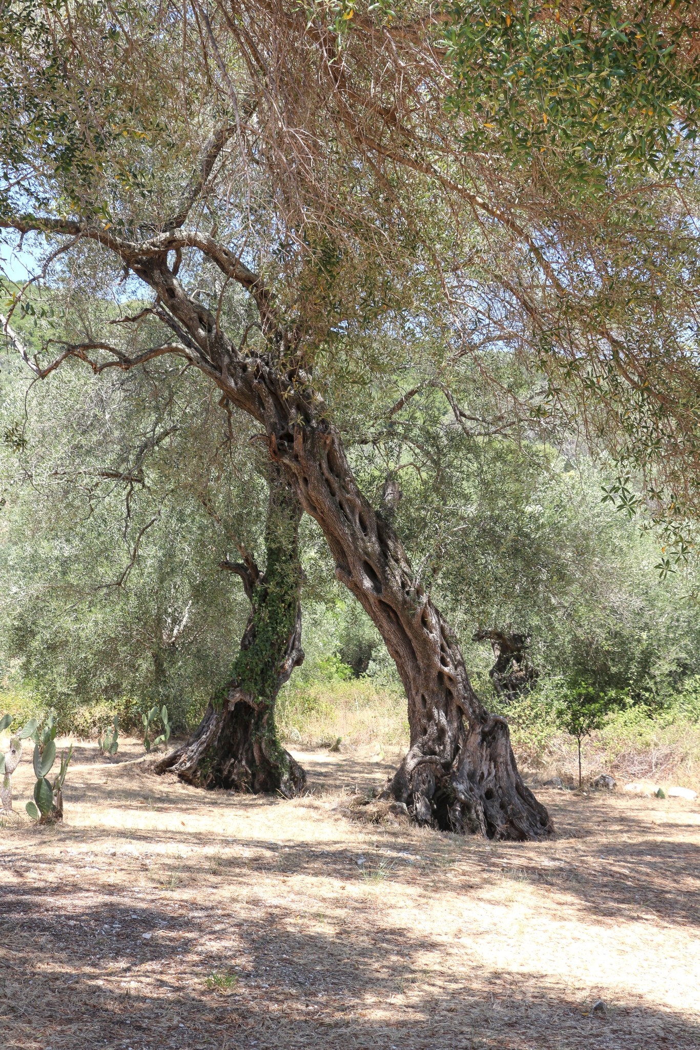 olijfgaard in Corfu