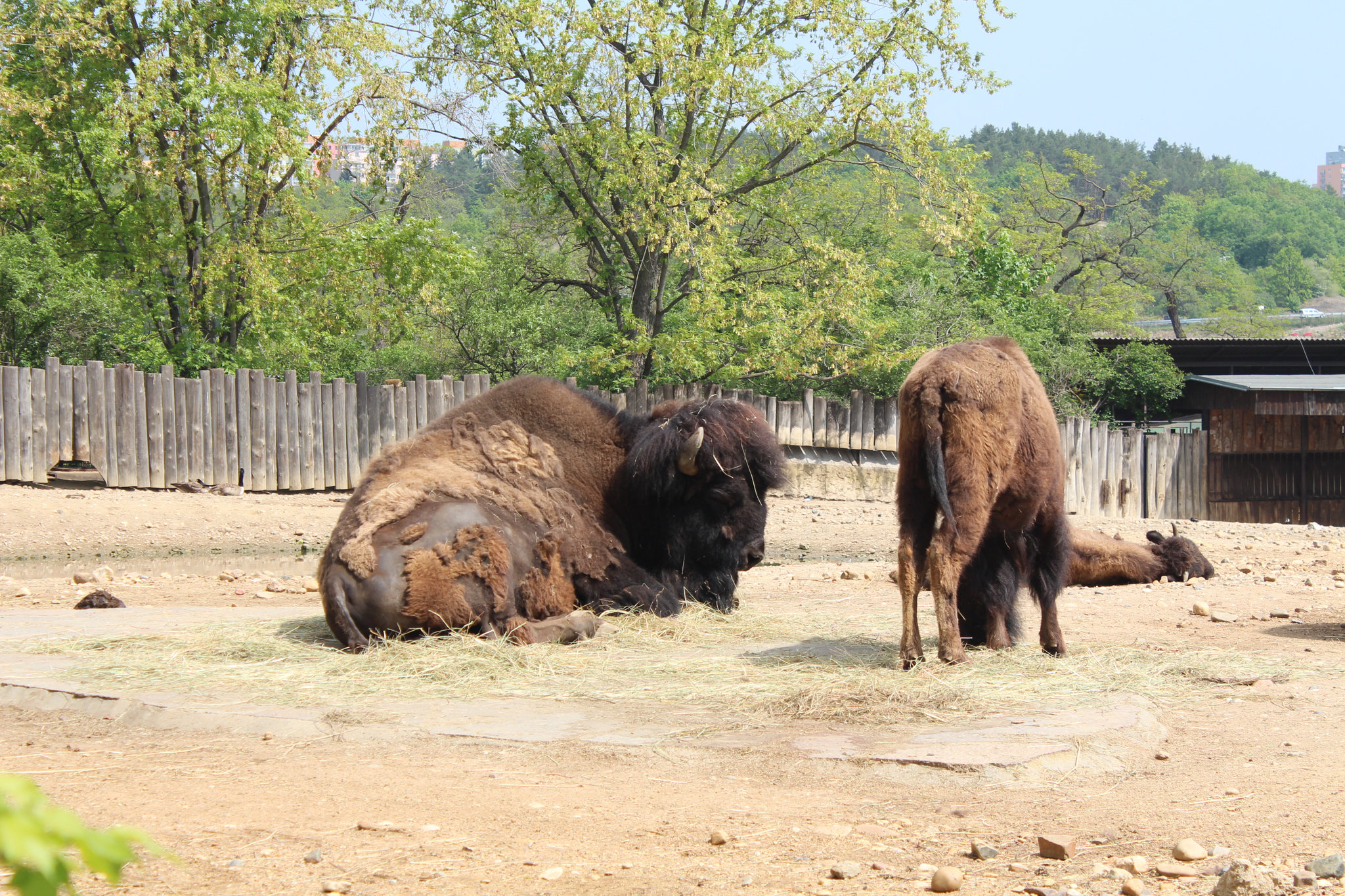 Bison bison in Prague Zoo