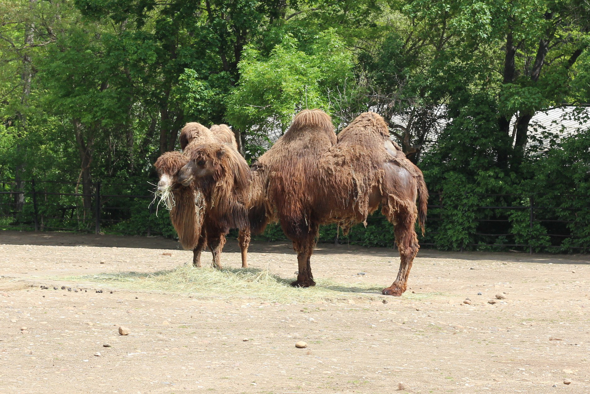 Camelus bactrianus in Prague Zoo