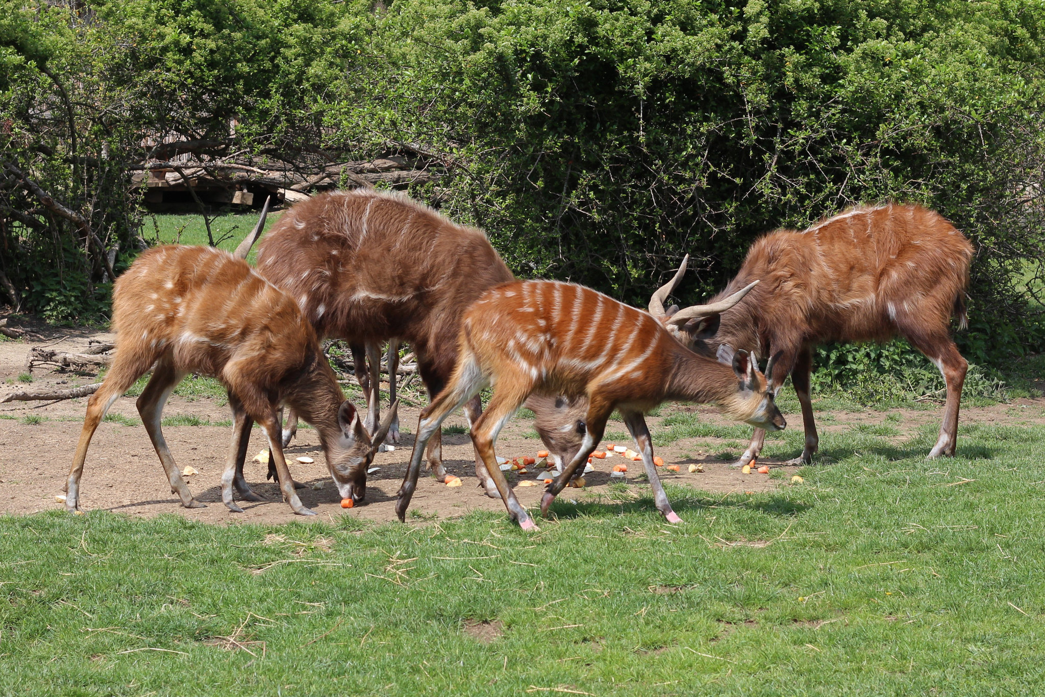 Tragelaphus spekii in Prague Zoo