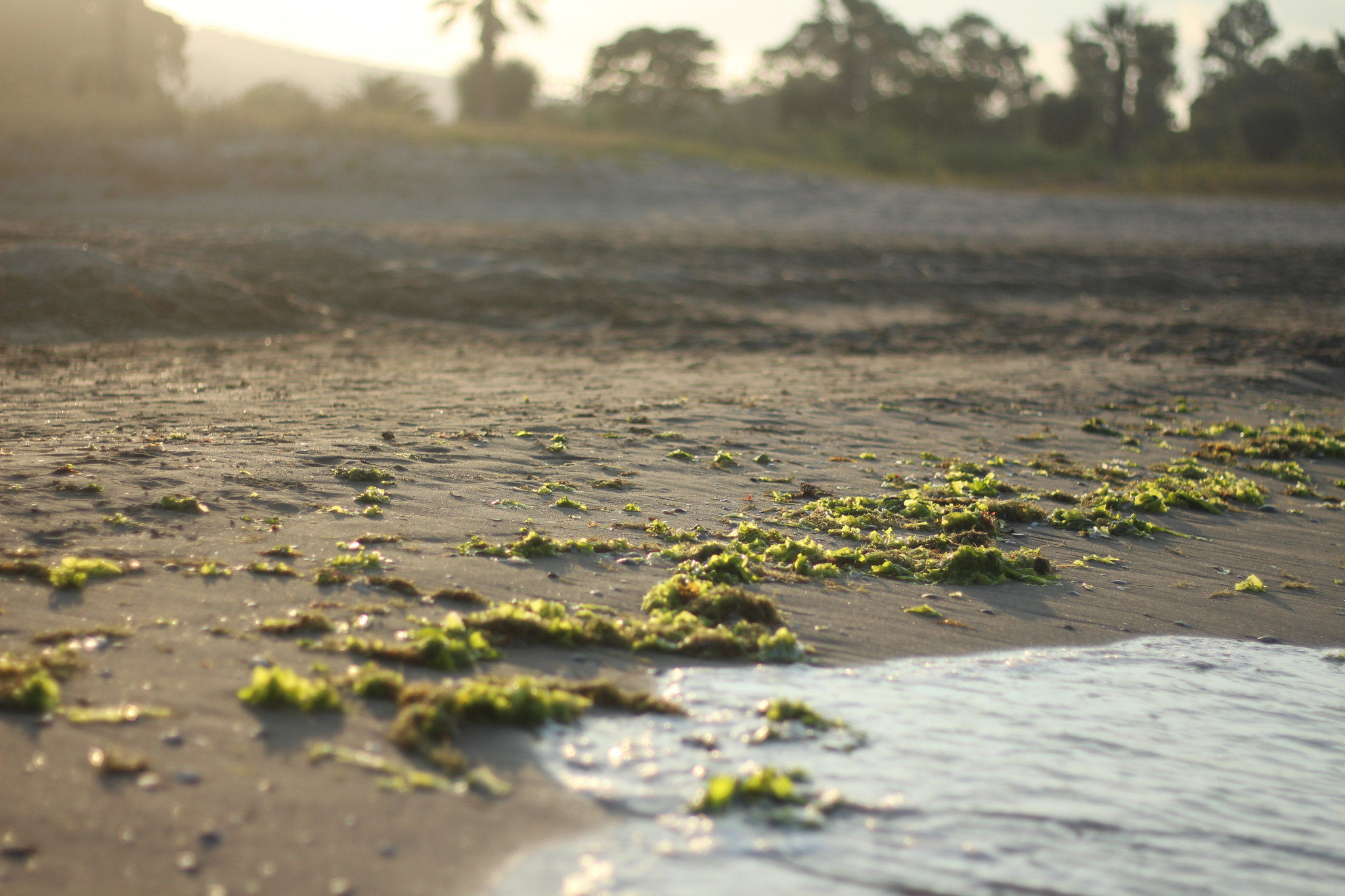 Marine Algae on the Adriatic Coast