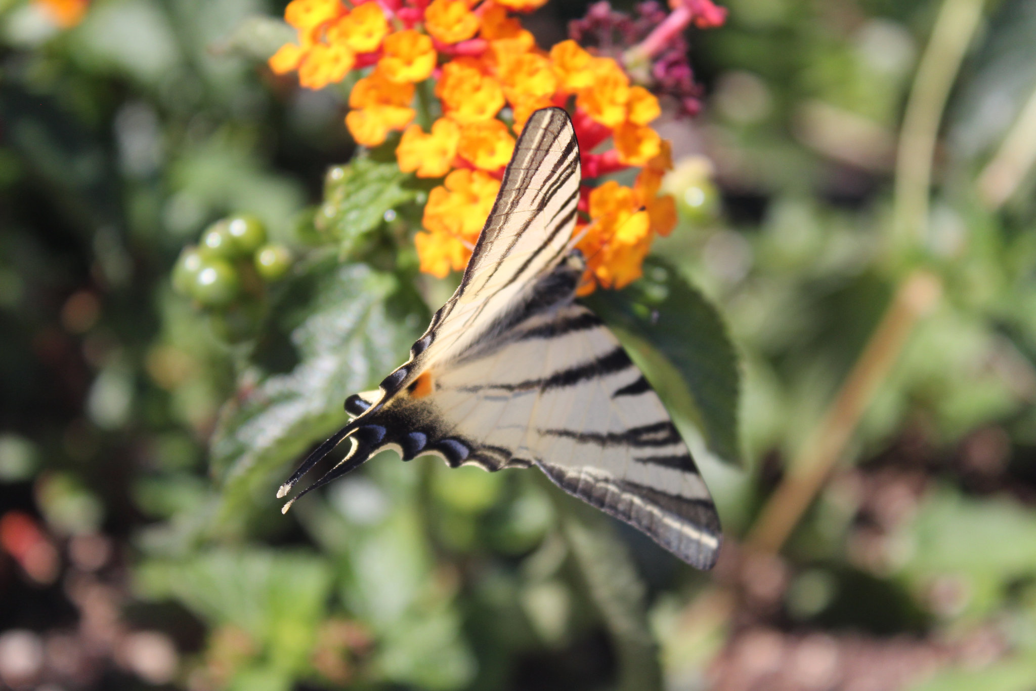 Iphiclides